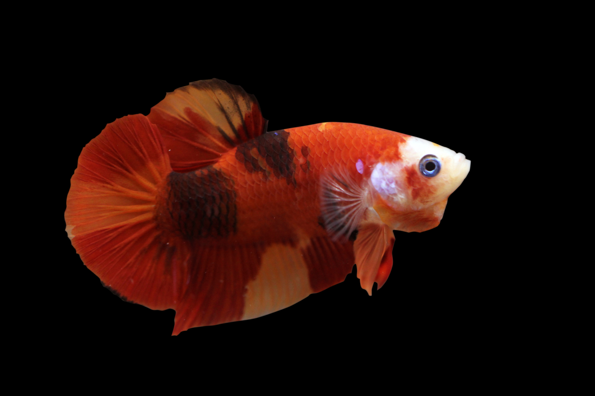 Koi hotsell fish betta