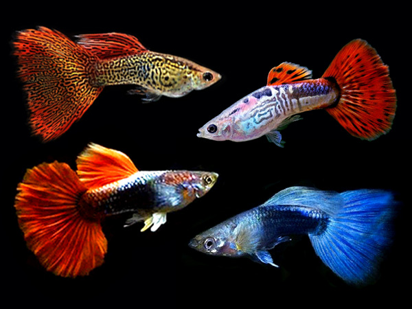 assorted guppies